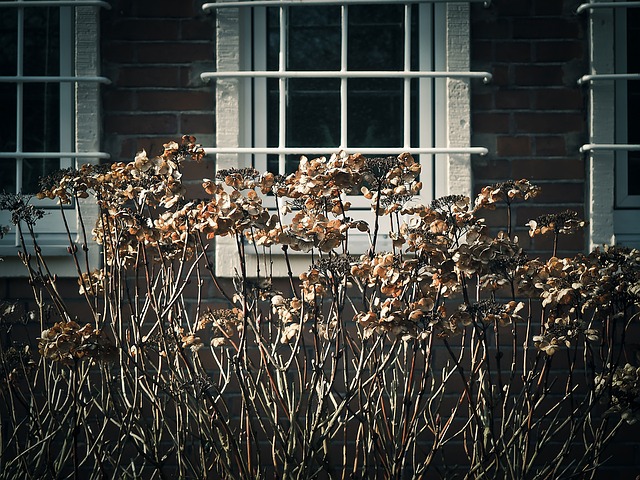flowers-1241429_640.jpg