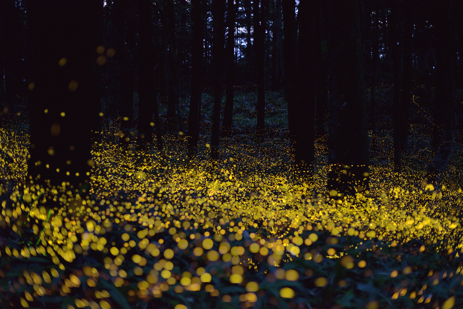 fireflies.jpg
