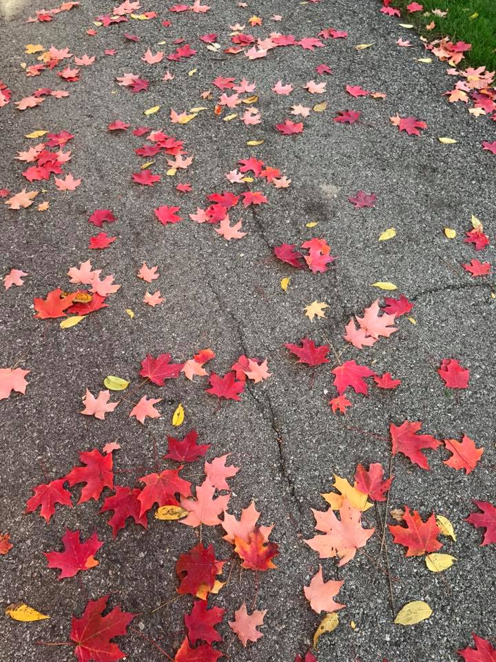 leaves 2.jpg