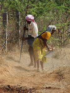 Indian Farm.jpg