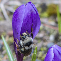 Purple Crocus/Bee IVJ July 2015 Purple Crocus/Bee IVJ July 2015