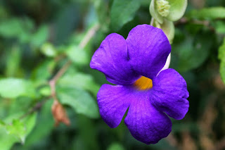 IVJ Feb 2016 Greiner Wildflower Garden IVJ Feb 2016 Greiner Wildflower Violet