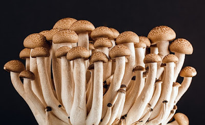 Mushrooms IVJ Nature Issue August 2015 Mushrooms IVJ Nature Issue August 2015
