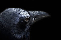 Bird Poetry