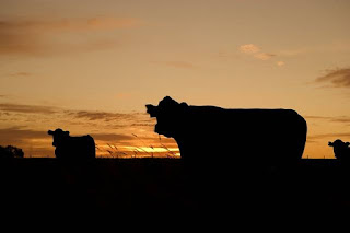 Cattle Sunset Cattle Sunset