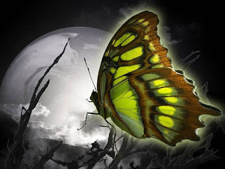 IVJ June 2015 Issue #11 Falling Back To Butterflies Falling Back To Butterflies
