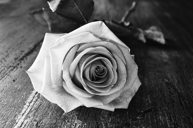 rose-1258992_640.jpg