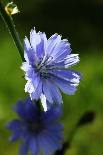 chicory-1499457_640.jpg