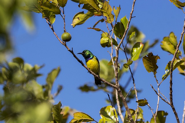 bird-1118873_640.jpg