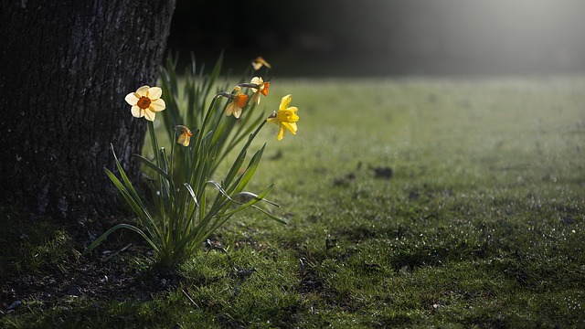 daffodils-455359_640.jpg